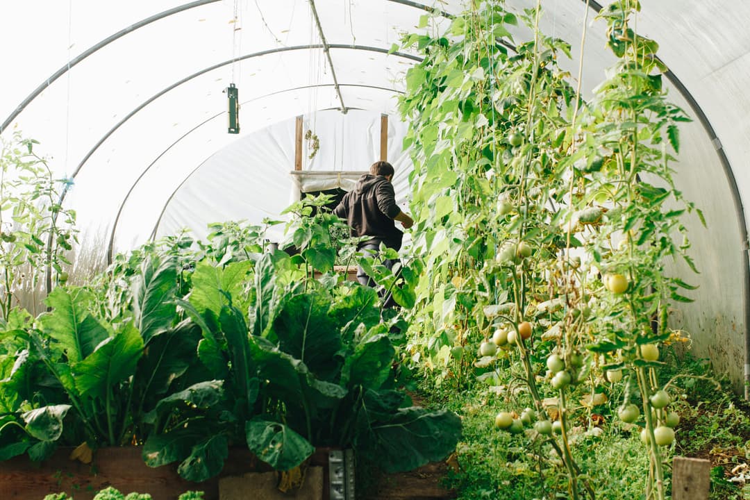 Polytunnel