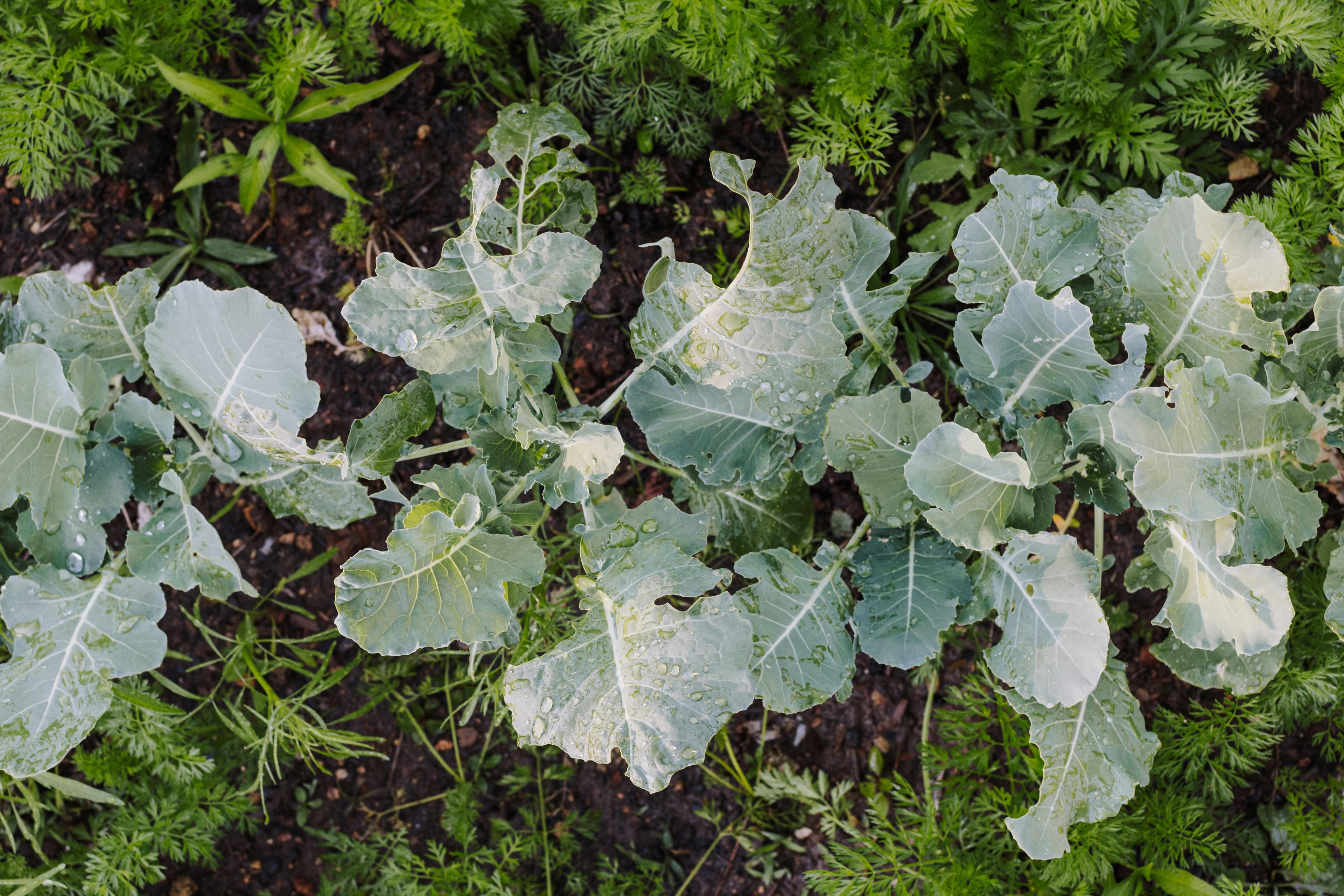 Kale Top